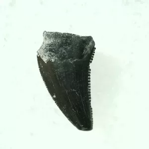 Genuine Cretaceous Age Raptor Dinosaur Tooth Fossils For Sale From Montana #52