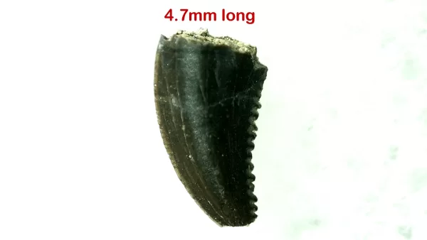 Genuine Cretaceous Age Troodon Dinosaur Tooth For Sale From Montana #14