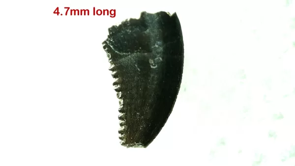 Genuine Cretaceous Age Troodon Dinosaur Tooth For Sale From Montana #14a