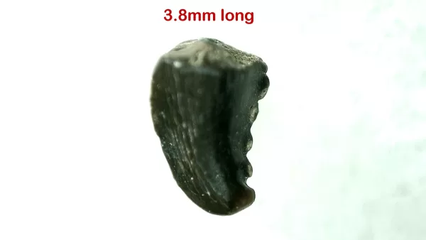 Genuine Cretaceous Age Troodon Dinosaur Tooth For Sale From Montana #17a