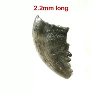 Genuine Cretaceous Age Troodon Dinosaur Tooth For Sale From Montana #1a