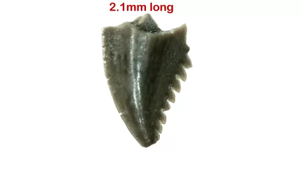 Genuine Cretaceous Age Troodon Dinosaur Tooth For Sale From Montana #2