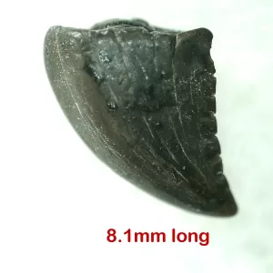 Genuine Cretaceous Age Troodon Dinosaur Tooth For Sale From Montana #20