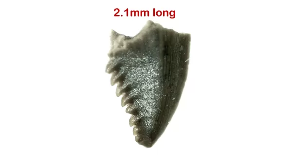 Genuine Cretaceous Age Troodon Dinosaur Tooth For Sale From Montana #2a