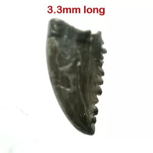 Genuine Cretaceous Age Troodon Dinosaur Tooth For Sale From Montana #4a