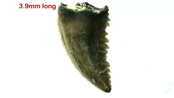 Genuine Cretaceous Age Troodon Dinosaur Tooth For Sale From Montana #8a