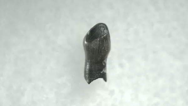 Genuine Cretaceous Age Thescelosaurus Dinosaur Tooth For Sale From South Dakota #28