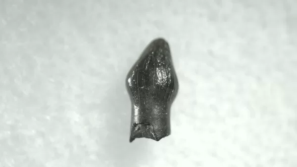 Genuine Cretaceous Age Thescelosaurus Dinosaur Tooth For Sale From South Dakota #31