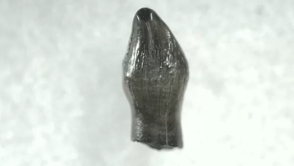 Genuine Cretaceous Age Thescelosaurus Dinosaur Tooth For Sale From South Dakota #61a