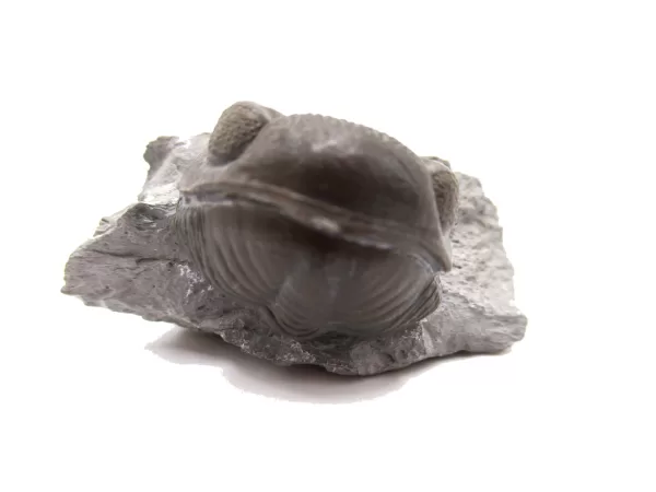 Genuine Devonian Age Eldredgeops rana crassituberculata Trilobite Fossil for Sale from Ohio #1d