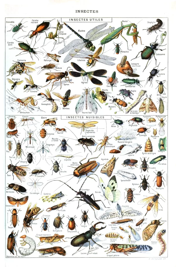 Insect in Resin Marble | 17 Types - Image 18