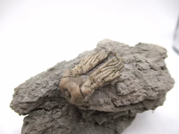 Genuine Mississippian Age Kentucky Tholocrinus Crinoid Fossils For Sale From Kentucky #25b