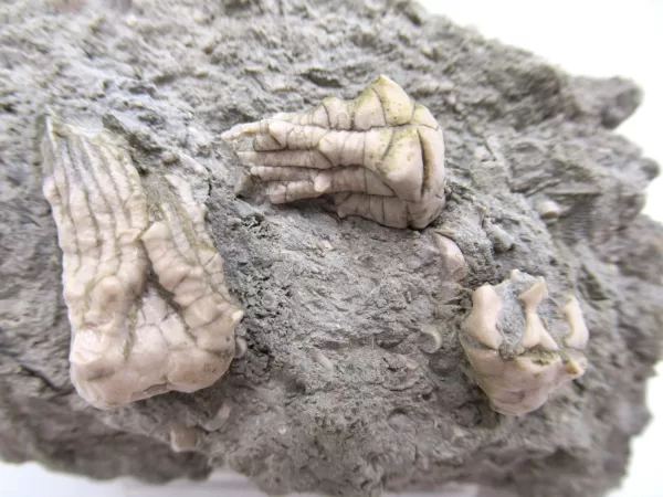 Genuine Mississippian Age Kentucky Tholocrinus Crinoid Fossils For Sale From Kentucky #26a