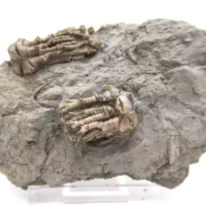 Genuine Mississippian Age Kentucky Tholocrinus Crinoid Fossils For Sale From Kentucky #28