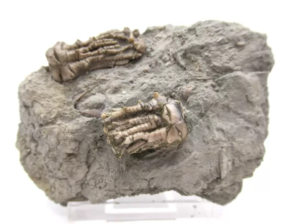 Genuine Mississippian Age Kentucky Tholocrinus Crinoid Fossils For Sale From Kentucky #28