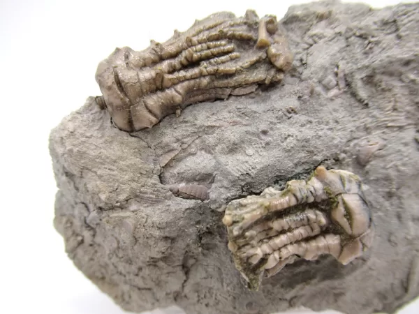 Genuine Mississippian Age Kentucky Tholocrinus Crinoid Fossils For Sale From Kentucky #28a