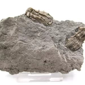 Genuine Mississippian Age Kentucky Tholocrinus Crinoid Fossils For Sale From Kentucky #29