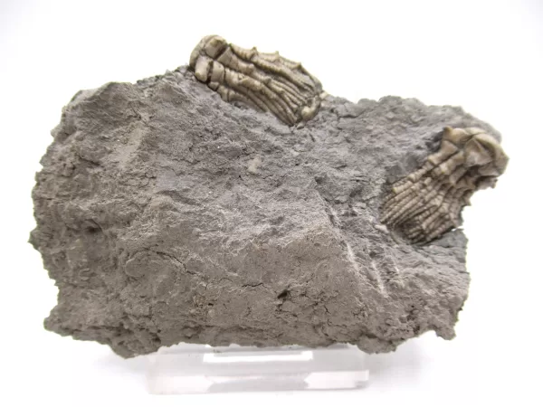 Genuine Mississippian Age Kentucky Tholocrinus Crinoid Fossils For Sale From Kentucky #29