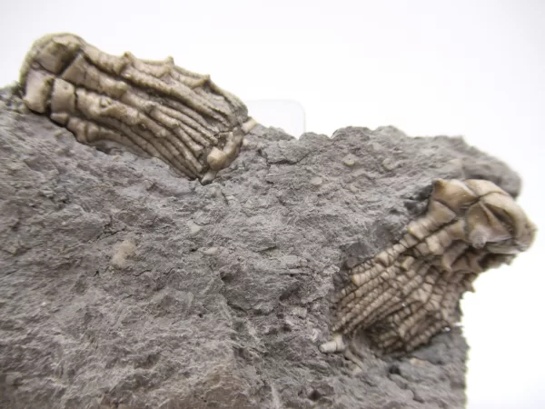 Genuine Mississippian Age Kentucky Tholocrinus Crinoid Fossils For Sale From Kentucky #29a