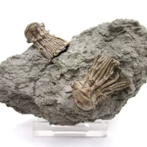 Genuine Mississippian Age Kentucky Tholocrinus Crinoid Fossils For Sale From Kentucky #30