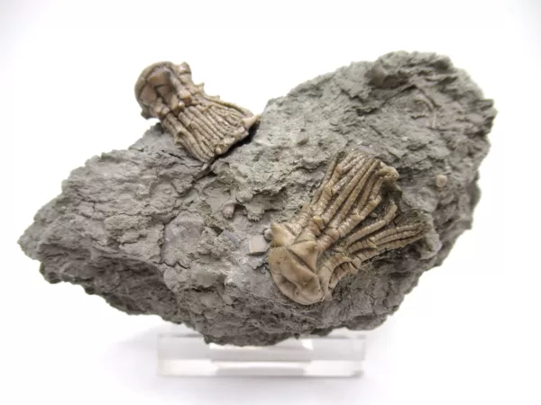 Genuine Mississippian Age Kentucky Tholocrinus Crinoid Fossils For Sale From Kentucky #30