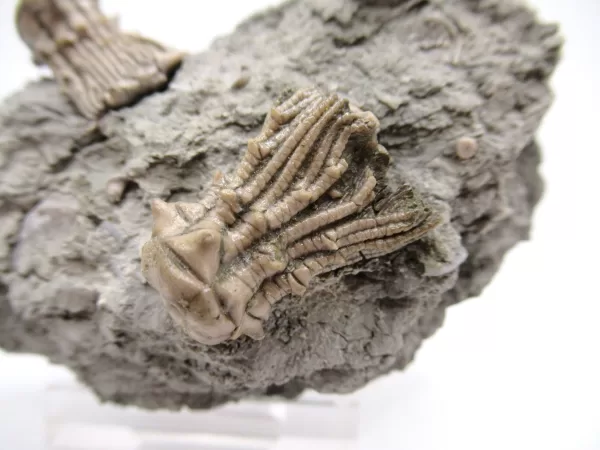 Genuine Mississippian Age Kentucky Tholocrinus Crinoid Fossils For Sale From Kentucky #30a