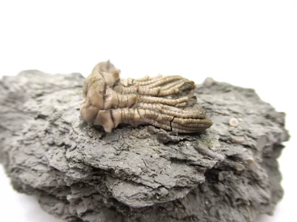 Genuine Mississippian Age Kentucky Tholocrinus Crinoid Fossils For Sale From Kentucky #30c