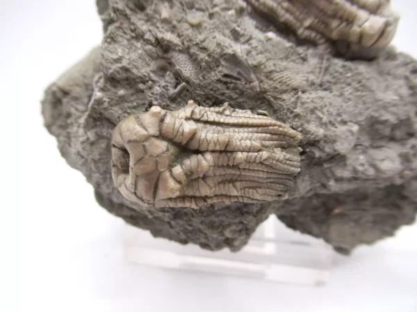 Genuine Mississippian Age Kentucky Tholocrinus Crinoid Fossils For Sale From Kentucky #31a