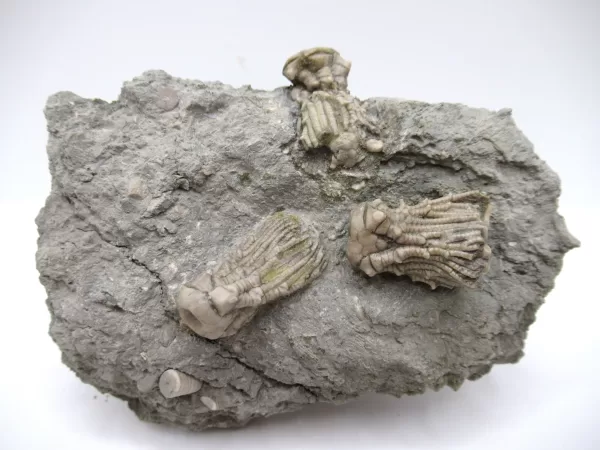 Genuine Mississippian Age Kentucky Tholocrinus Crinoid Fossils For Sale From Kentucky #32