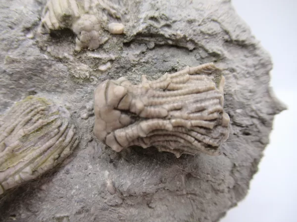 Genuine Mississippian Age Kentucky Tholocrinus Crinoid Fossils For Sale From Kentucky #32b