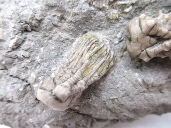 Genuine Mississippian Age Kentucky Tholocrinus Crinoid Fossils For Sale From Kentucky #32c