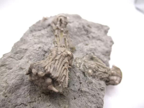 Genuine Mississippian Age Kentucky Tholocrinus Crinoid Fossils For Sale From Kentucky #32f