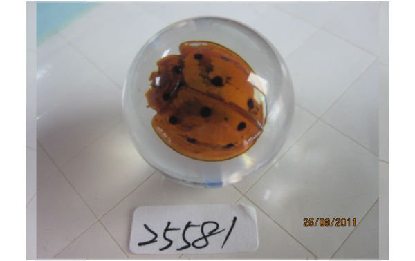 Insect in Resin Marble | 17 Types - Image 19