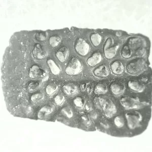 Genuine Cretaceous Age Crocodile Scute for Sale from Montana #38