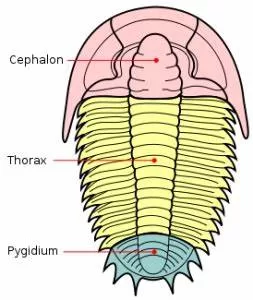 Calymene breviceps Trilobite