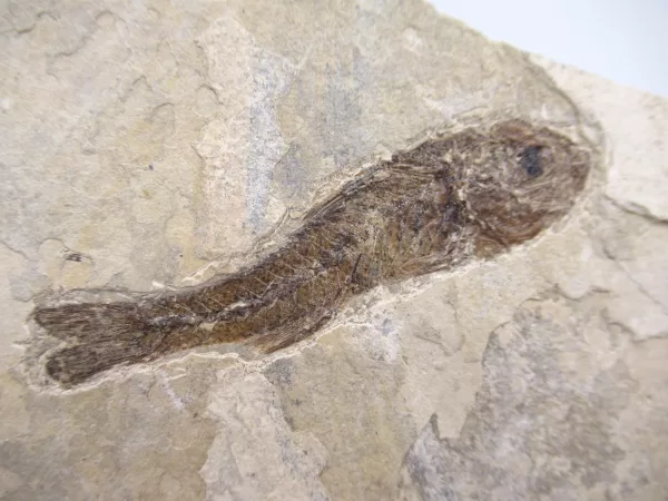 Genuine Oligocene Dapalis macrurus Fish Fossil For Sale From France #10a