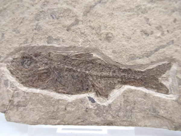 Genuine Oligocene Dapalis macrurus Fish Fossil For Sale From France #14a