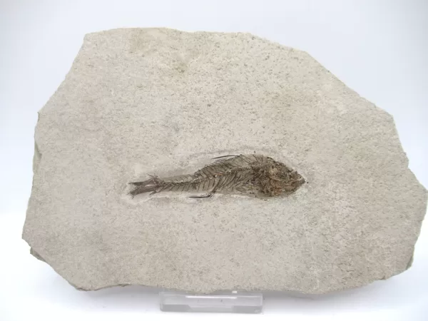 Genuine Oligocene Dapalis macrurus Fish Fossil For Sale From France #16