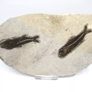 Genuine Oligocene Dapalis macrurus Fish Fossil For Sale From France #18