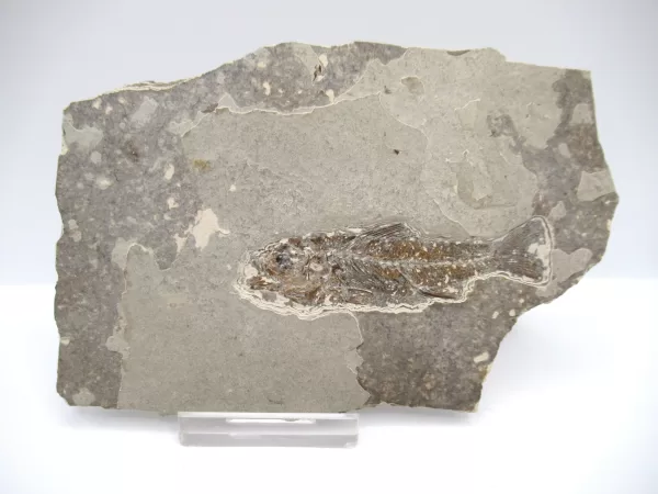 Genuine Oligocene Dapalis macrurus Fish Fossil For Sale From France #4