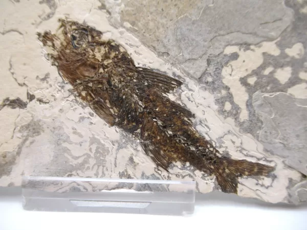 Genuine Oligocene Dapalis macrurus Fish Fossil For Sale From France #5a