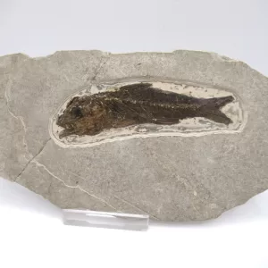 Genuine Oligocene Dapalis macrurus Fish Fossil For Sale From France #6