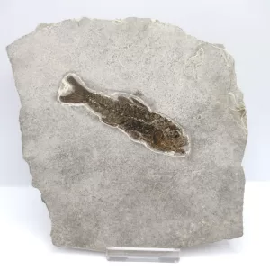 Genuine Oligocene Dapalis macrurus Fish Fossil For Sale From France #8