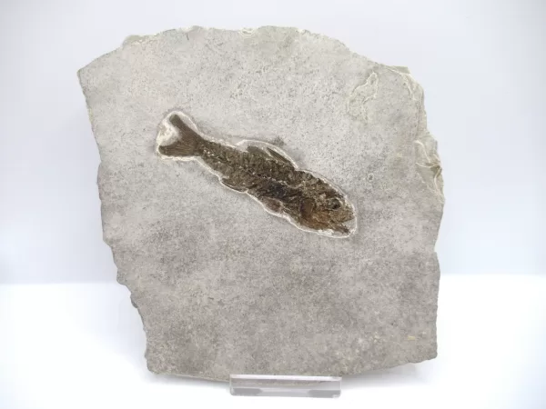 Genuine Oligocene Dapalis macrurus Fish Fossil For Sale From France #8