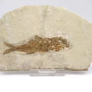 Genuine Oligocene Dapalis macrurus Fish Fossil For Sale From France #9