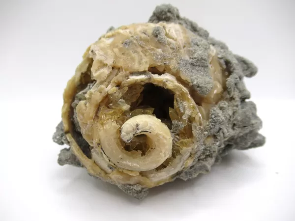 Busycon Fossil Whelk Rucks Pit, FL #5