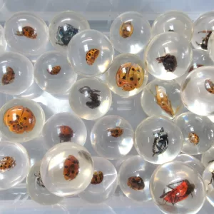 Genuine Real Insects in Resin Marbles For Sale Image