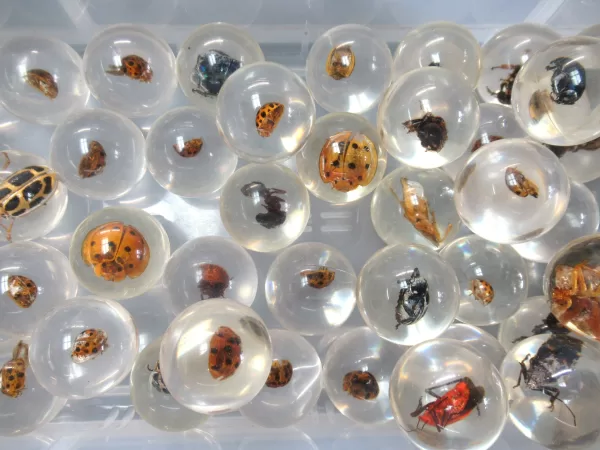 Genuine Real Insects in Resin Marbles For Sale Image