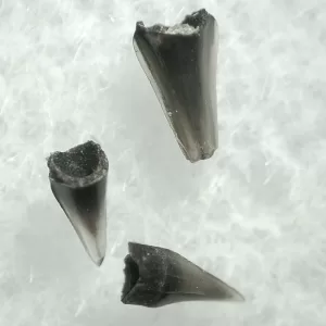 Genuine Champsosaurus Reptile Tooth For Sale From South Dakota #38