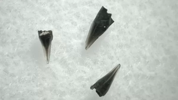 Genuine Champsosaurus Reptile Tooth For Sale From South Dakota #52